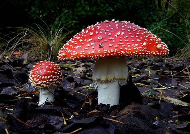 A foto é usada para ilustrar o artigo Plantas Sagradas ou Ervas de Poder do site Ori Mystyco.