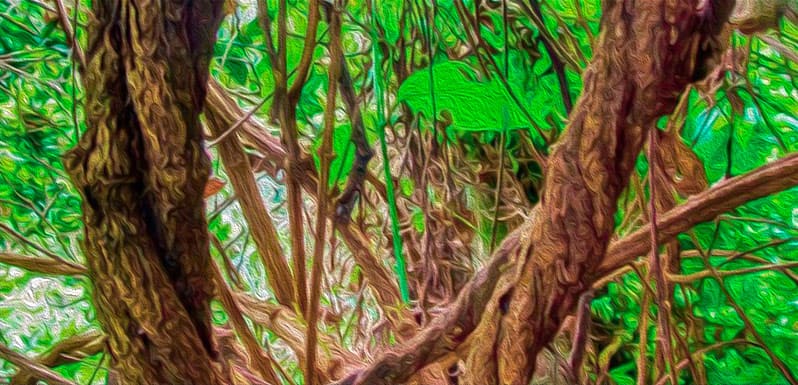 A foto é usada para ilustrar o artigo Plantas Sagradas ou Ervas de Poder do site Ori Mystyco.