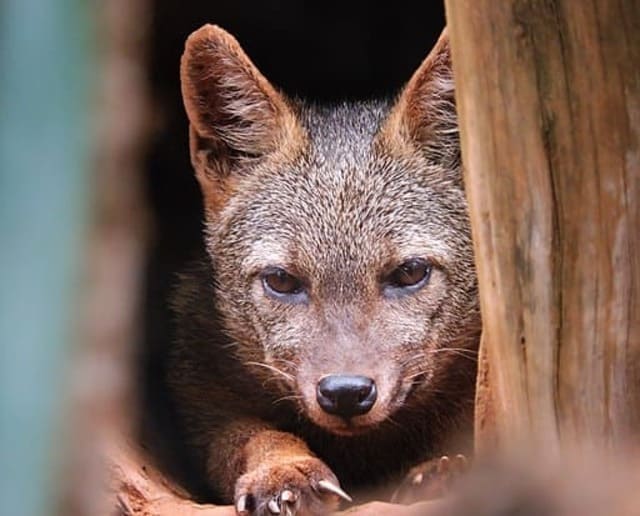 A foto ilustra o artigo Animal de Poder no Xamanismo do site Ori Mystyco.