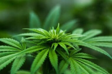 A foto é usada para ilustrar o artigo Plantas Sagradas ou Ervas de Poder do site Ori Mystyco.