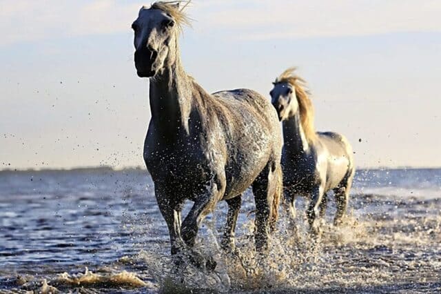 A foto ilustra o artigo Animal de Poder no Xamanismo do site Ori Mystyco.