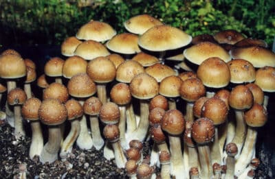 A foto é usada para ilustrar o artigo Plantas Sagradas ou Ervas de Poder do site Ori Mystyco.