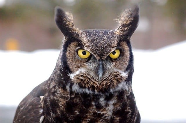A foto ilustra o artigo Animal de Poder no Xamanismo do site Ori Mystyco.