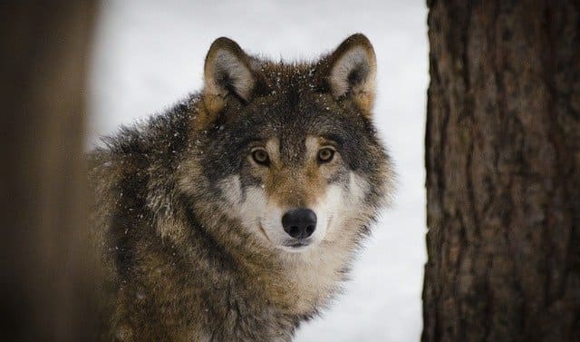 A foto ilustra o artigo Animal de Poder no Xamanismo do site Ori Mystyco.