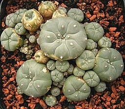 A foto é usada para ilustrar o artigo Plantas Sagradas ou Ervas de Poder do site Ori Mystyco.