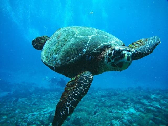 A foto ilustra o artigo Animal de Poder no Xamanismo do site Ori Mystyco.