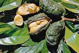 Foto do fruto e de sementes de noz de cola. A imagem serve para ilustrar o artigo do site Ori Mystyco.